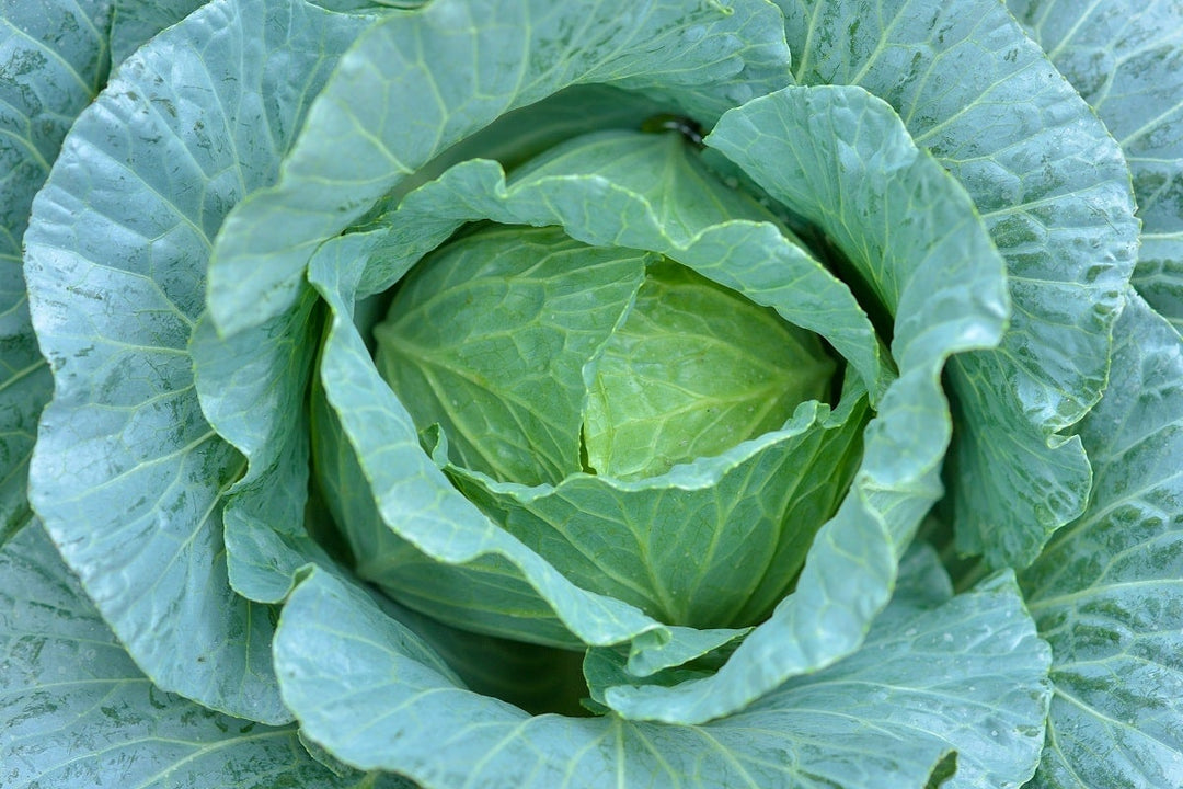 Cabbage Patch Soup